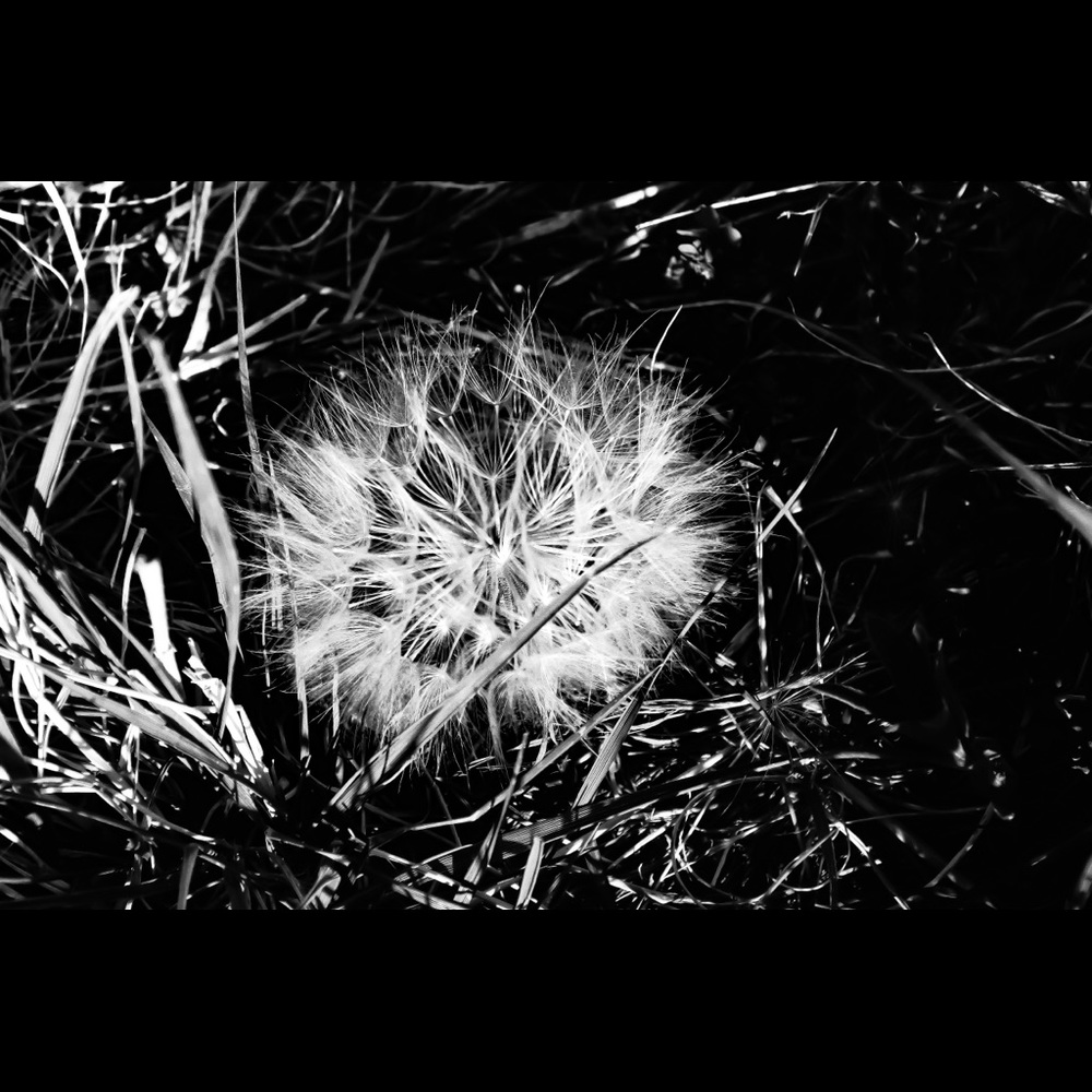 Meet your Posher, Regina